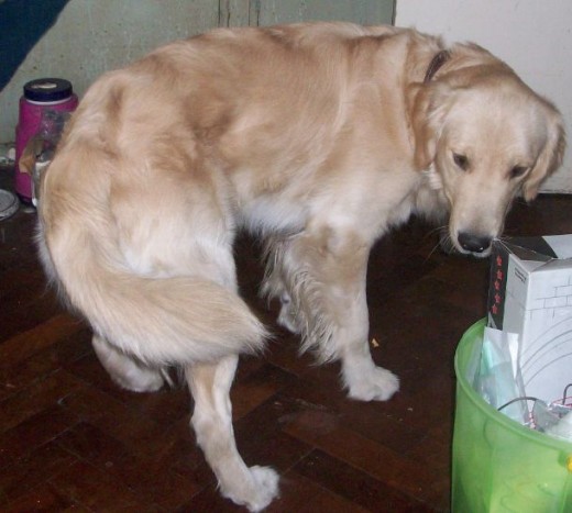 Roco Golden Retriever Roco Golden Retriever
